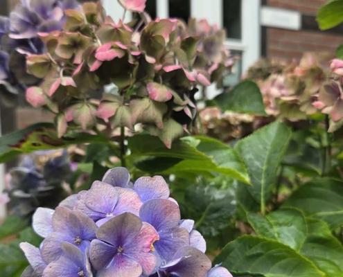 landhaus-elbeflair-blumen